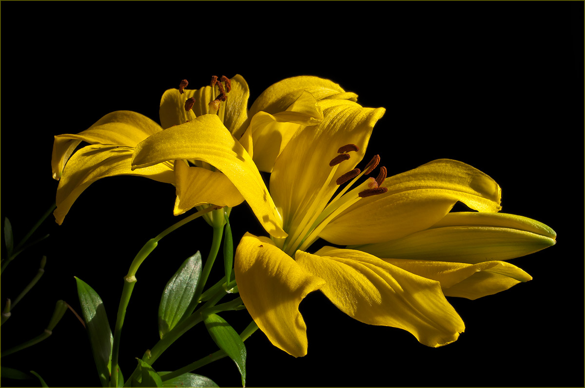 фото "лилии жёлтые" метки: , 