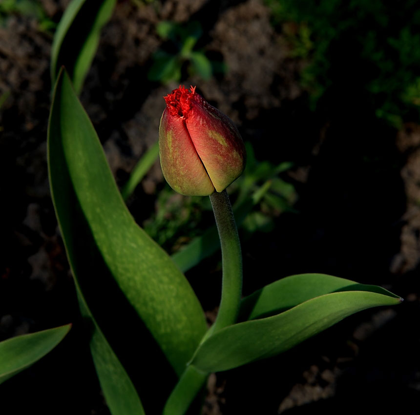 photo "***" tags: nature, flowers