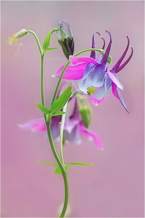 photo "***" tags: nature, flowers