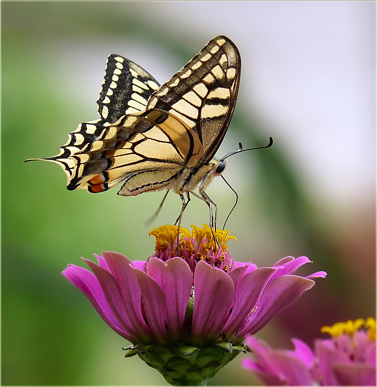 photo "***" tags: nature, insect