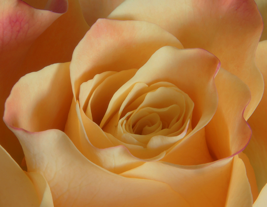 photo "* * *" tags: nature, flowers
