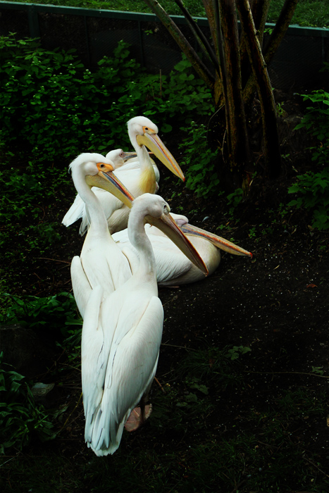 фото "pelicans2" метки: природа, дикие животные