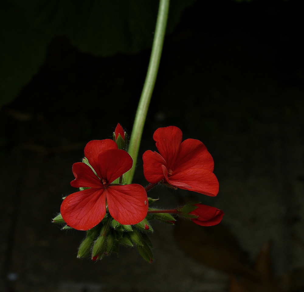 photo "***" tags: nature, flowers