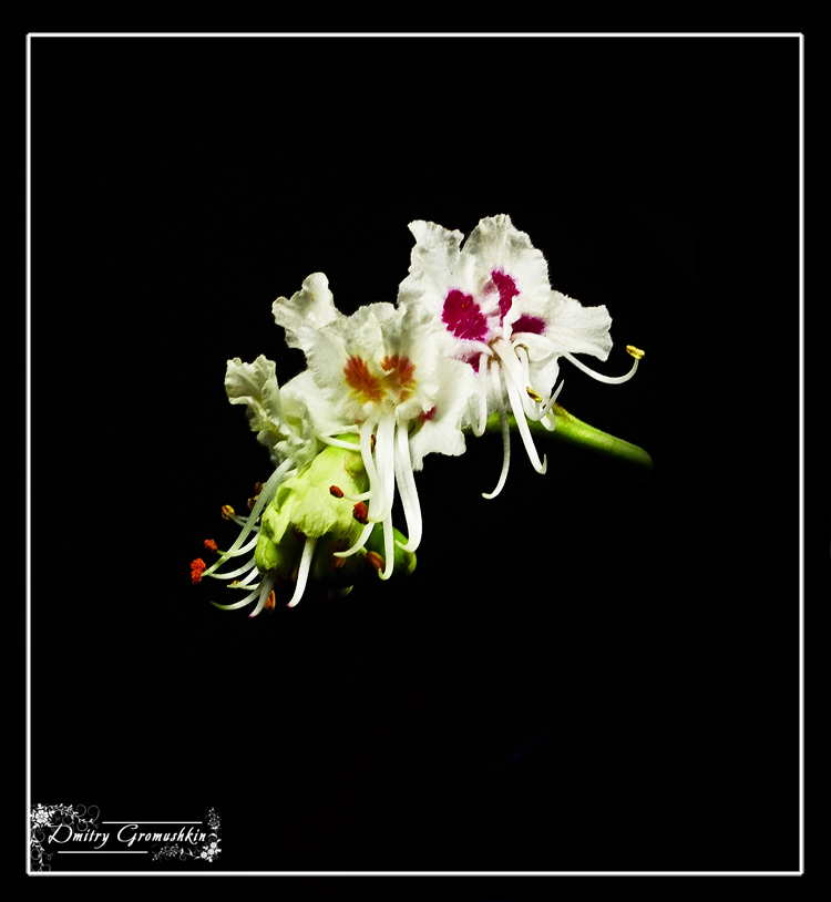 photo "***" tags: nature, macro and close-up, flowers