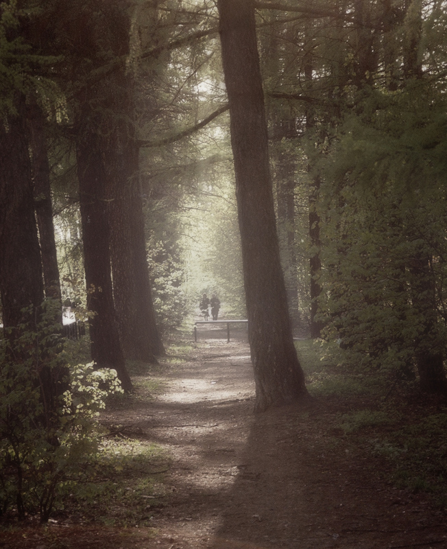 photo "In the forest" tags: landscape, nature, forest