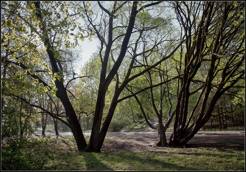 фото "весенний парк" метки: пейзаж, весна, лес