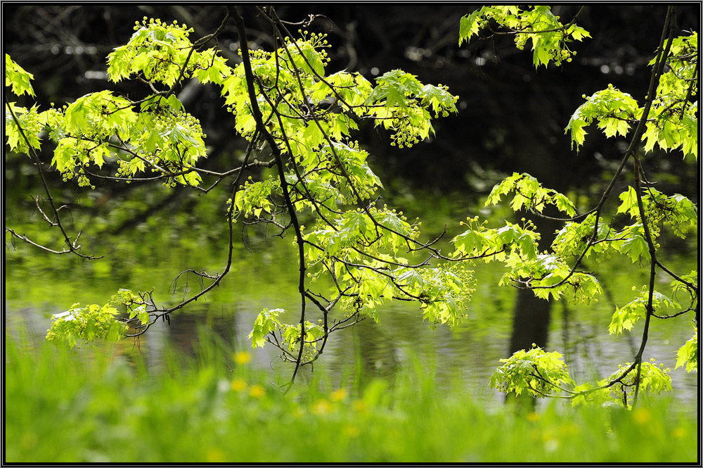 photo "***" tags: landscape, summer