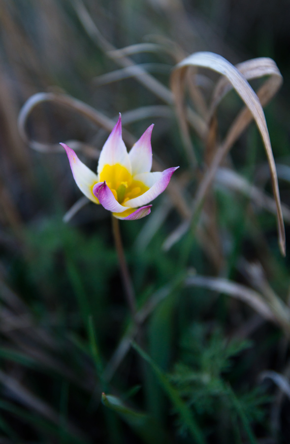 photo "***" tags: nature, flowers