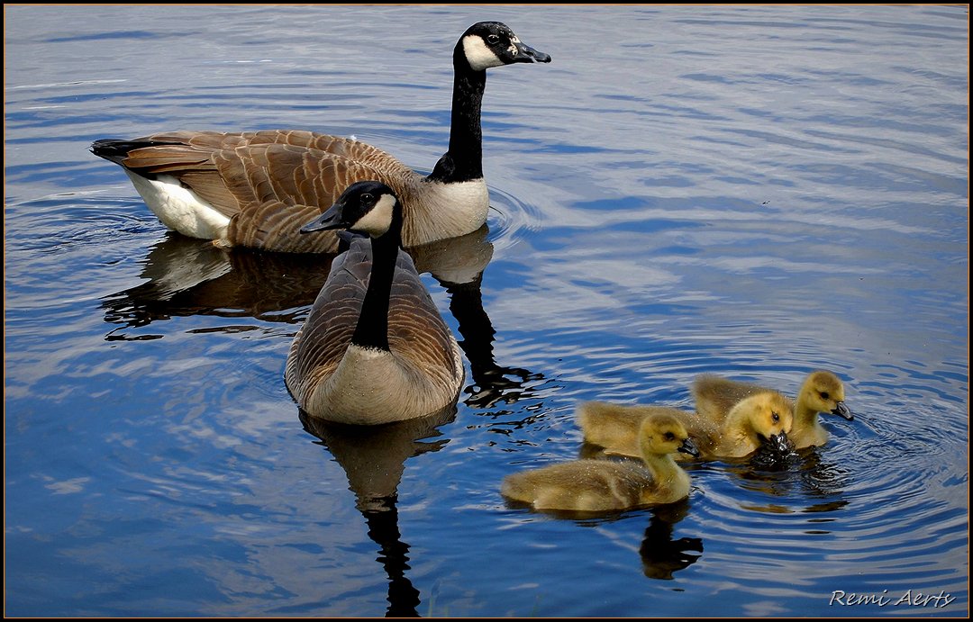 photo "***" tags: landscape, nature, water, wild animals