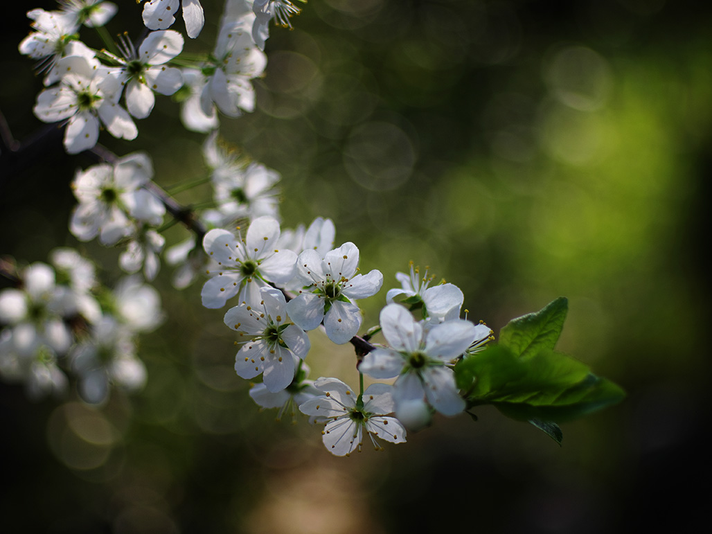 photo "***" tags: nature, flowers