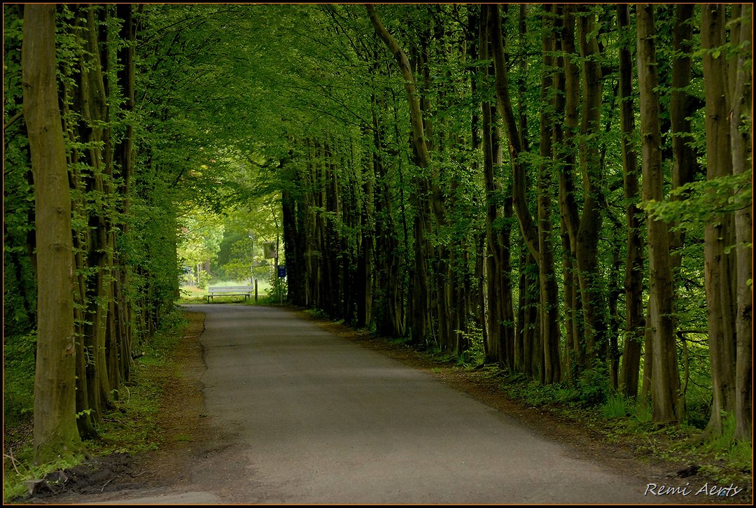 photo "green tunnel" tags: landscape, forest, spring