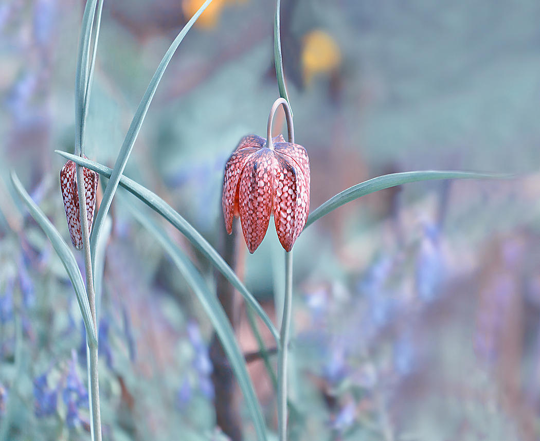 photo "The Art of Bow ... with dignity ...!" tags: nature, flowers