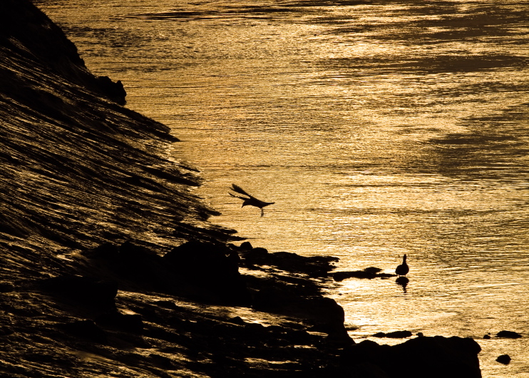 photo "Golden Landing" tags: nature, travel, North America, wild animals