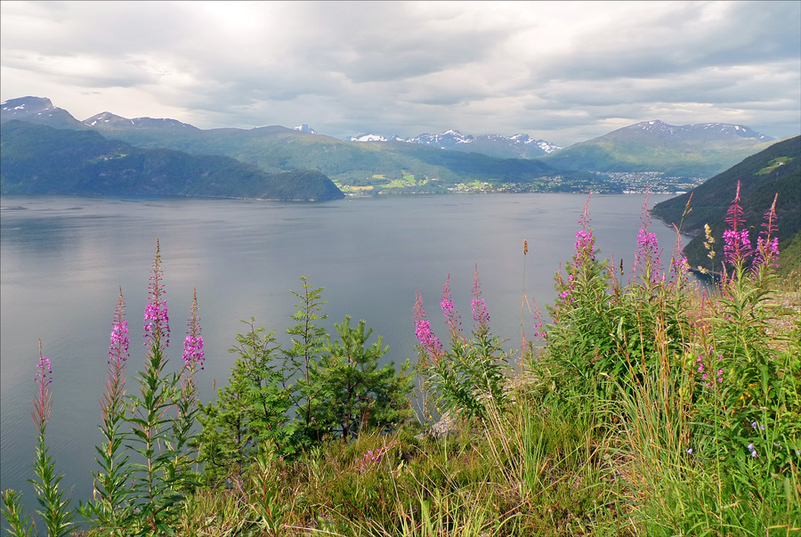 photo "Northern summer" tags: landscape, 