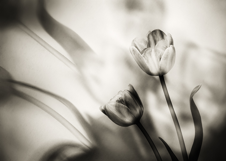 photo "tulip IV" tags: abstract, nature, flowers