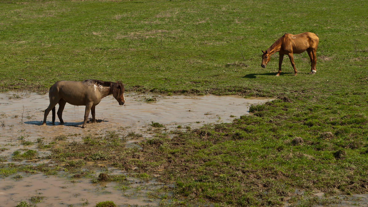 photo "***" tags: nature, pets/farm animals