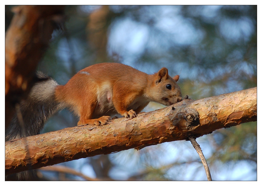 photo "Squirrel pathfinder" tags: nature, wild animals