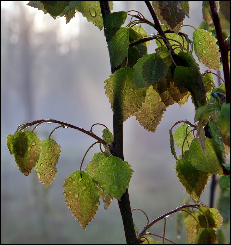 photo "wet aspen" tags: nature, landscape, spring