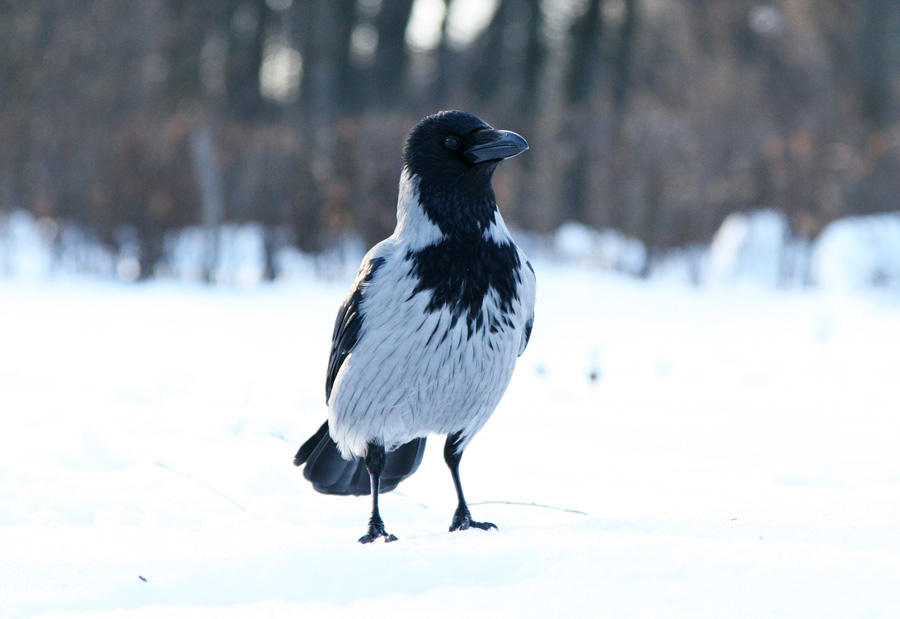 photo "***" tags: nature, wild animals