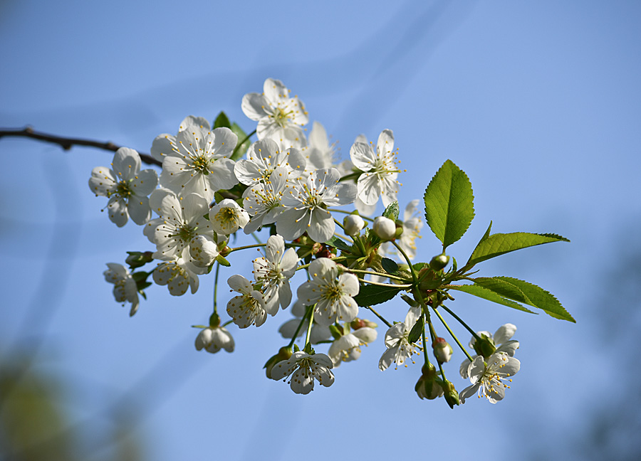 photo "***" tags: landscape, nature, flowers, spring