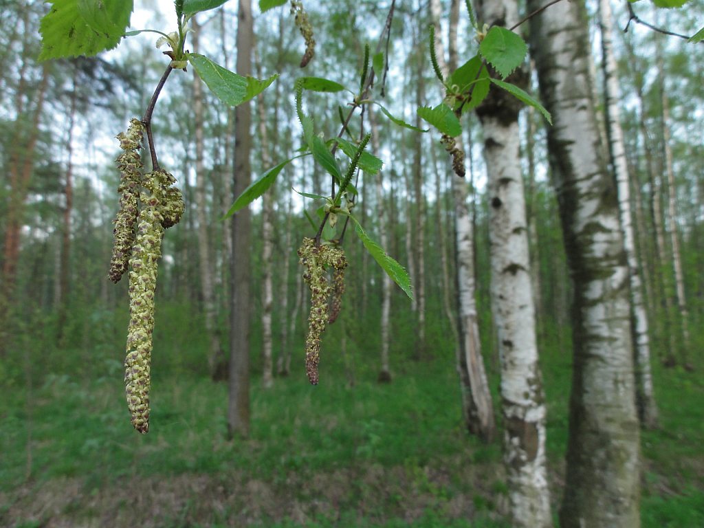 photo "***" tags: landscape, forest