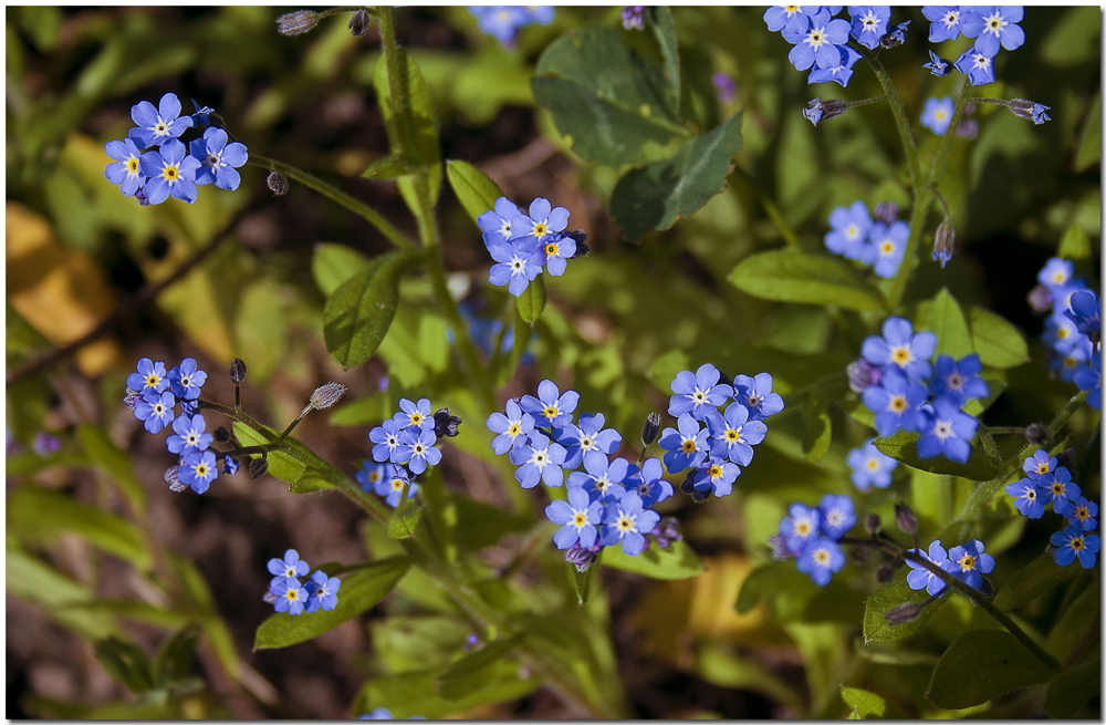 photo "***" tags: nature, flowers