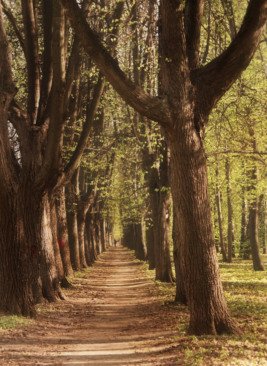 photo "In the forest" tags: landscape, nature, forest