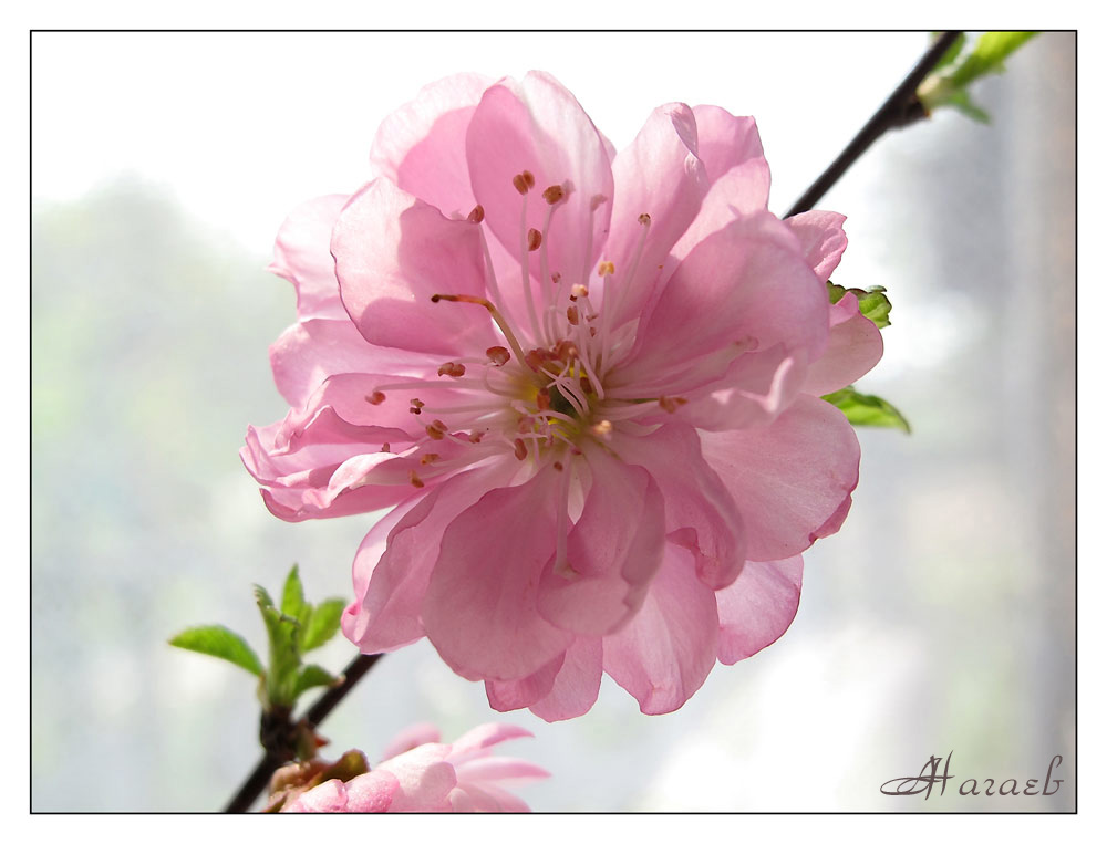 photo "***" tags: nature, flowers