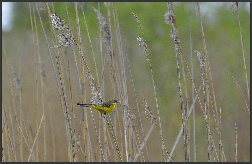 photo "***" tags: nature, wild animals