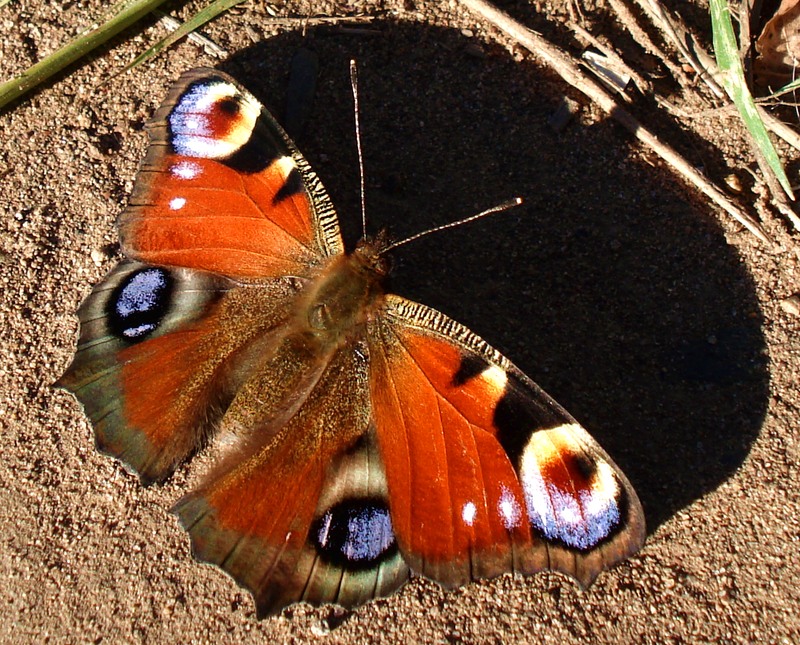 фото "бабочка" метки: природа, 