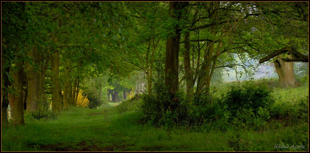 photo "nice to walk" tags: landscape, forest, spring