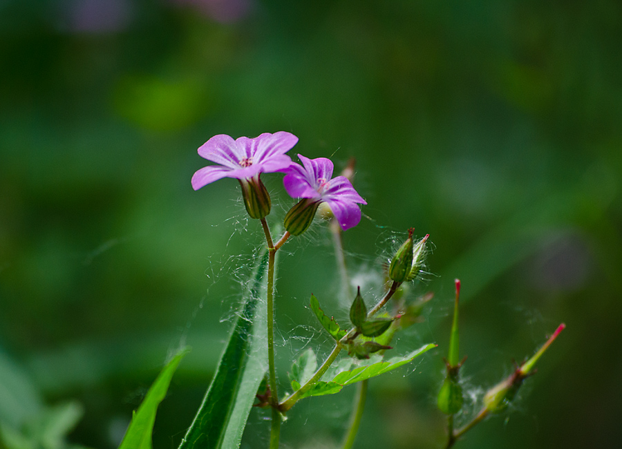 фото "***" метки: природа, цветы