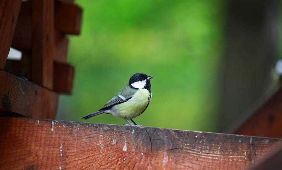 photo "***" tags: nature, wild animals