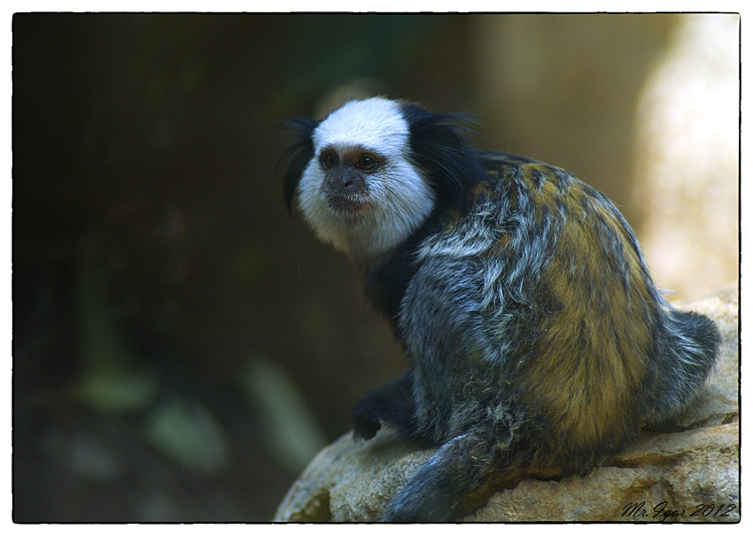 photo "They look at us" tags: nature, wild animals