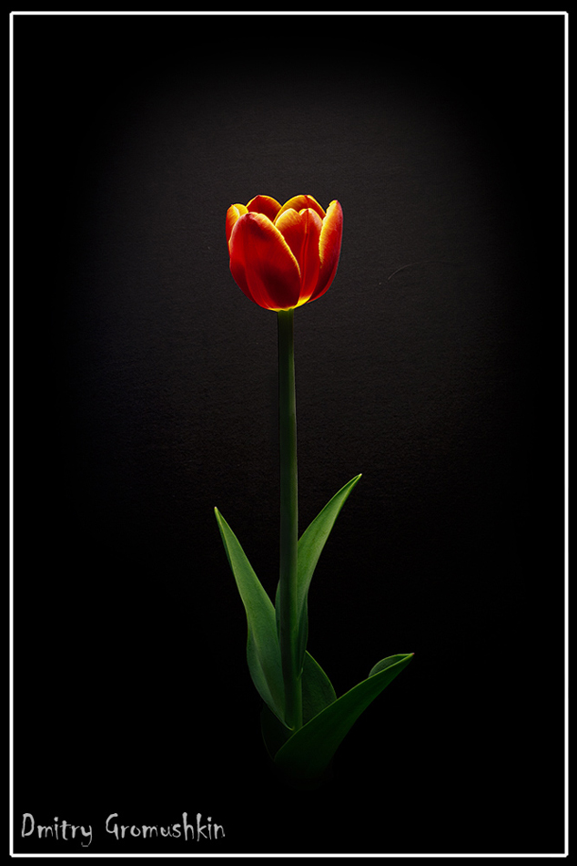 photo "A lone light in a dark forest" tags: genre, nature, flowers