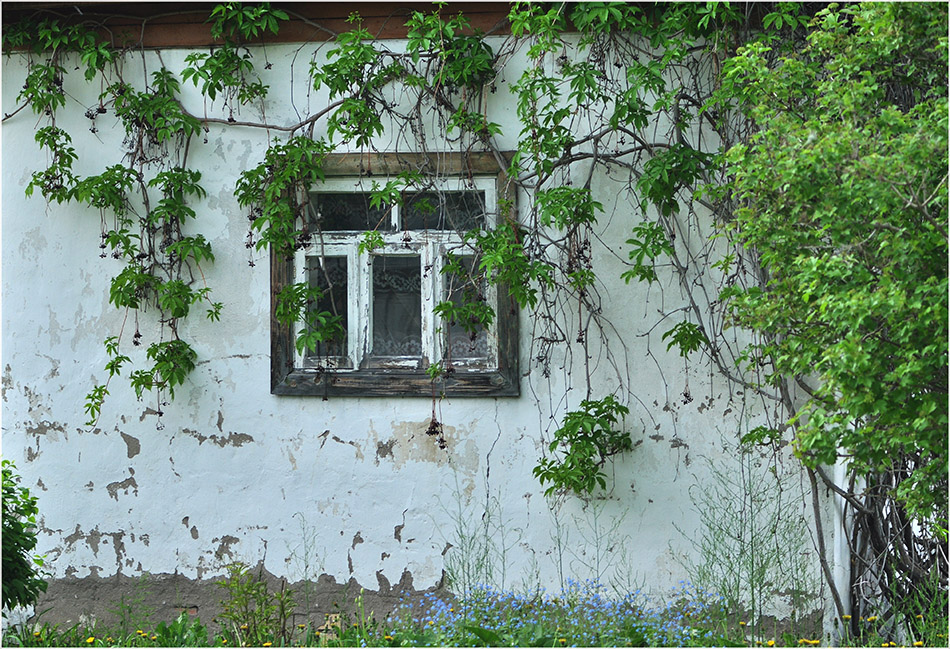 фото "Девичий виноград" метки: архитектура, природа, пейзаж, цветы