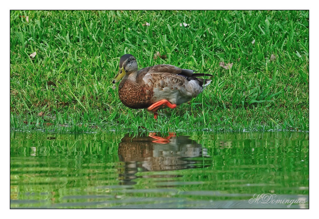 photo "I'll walk on water" tags: nature, wild animals