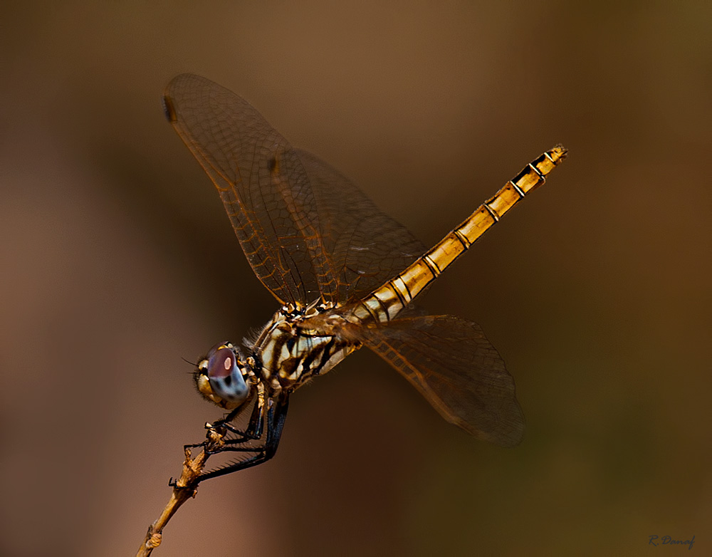 photo "Dragon fly" tags: nature, macro and close-up, insect