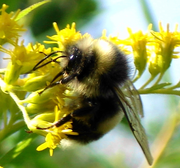 photo "bumblebee" tags: nature, 