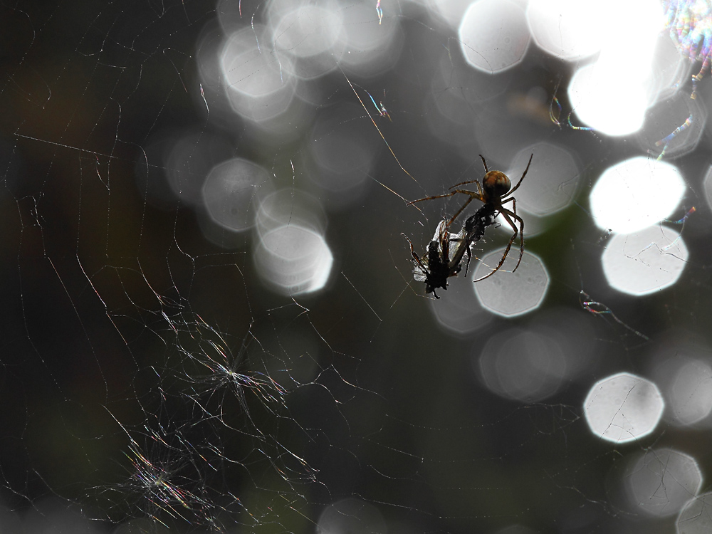 photo "***" tags: nature, macro and close-up, insect