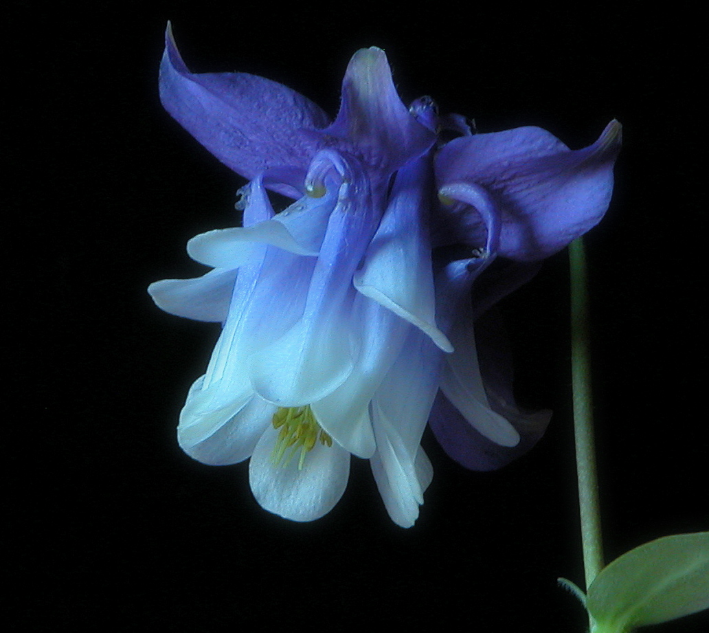 photo "aquilegia" tags: nature, flowers