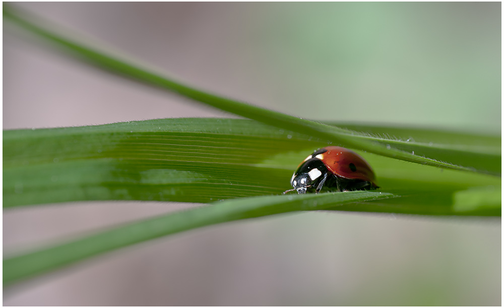 photo "божья коровка, макро" tags: nature, macro and close-up, insect