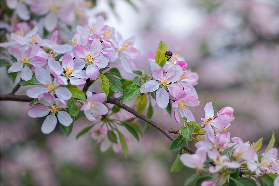 photo "***" tags: landscape, nature, flowers, spring