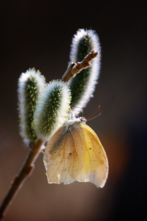 photo "***" tags: macro and close-up, 