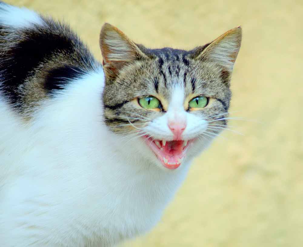 фото ""A cat smile..."" метки: природа, домашние животные