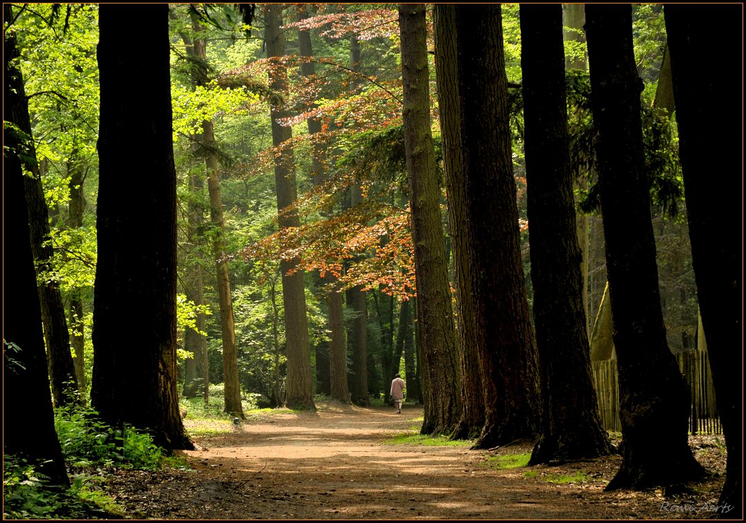 photo "nice day" tags: landscape, forest, spring