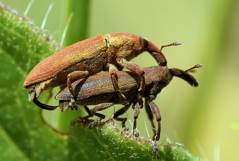 photo "долгоносики" tags: macro and close-up, genre, 