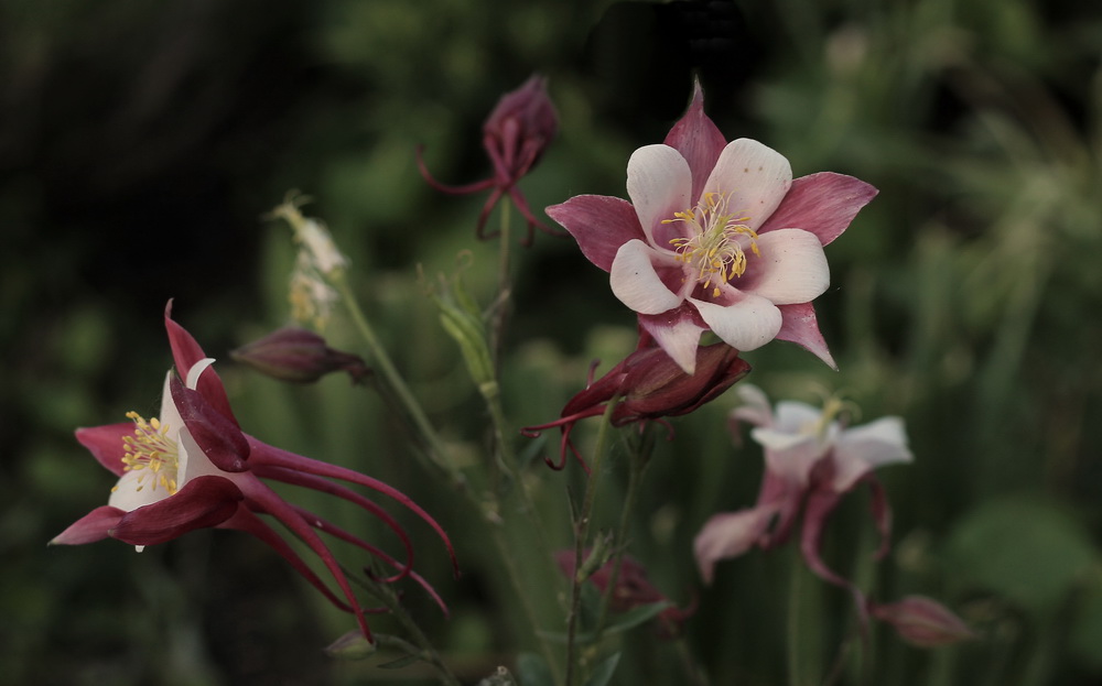 photo "***" tags: nature, flowers