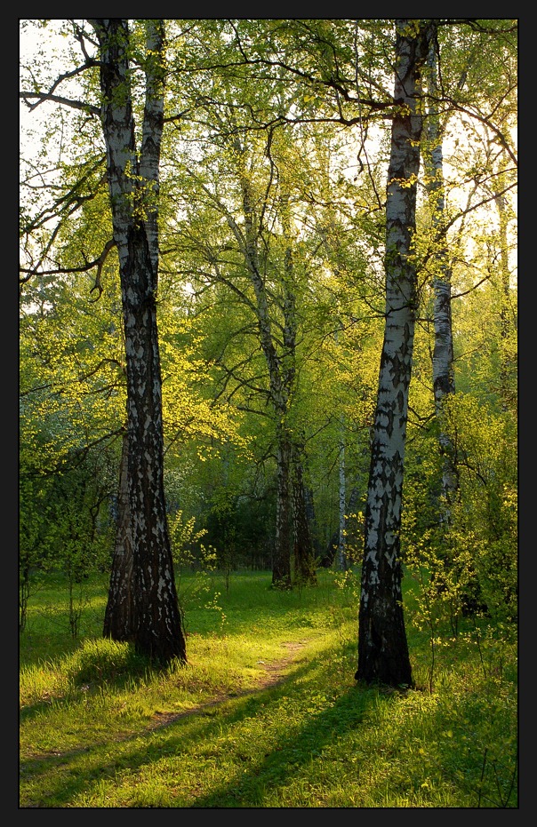 photo "Evening light" tags: landscape, forest