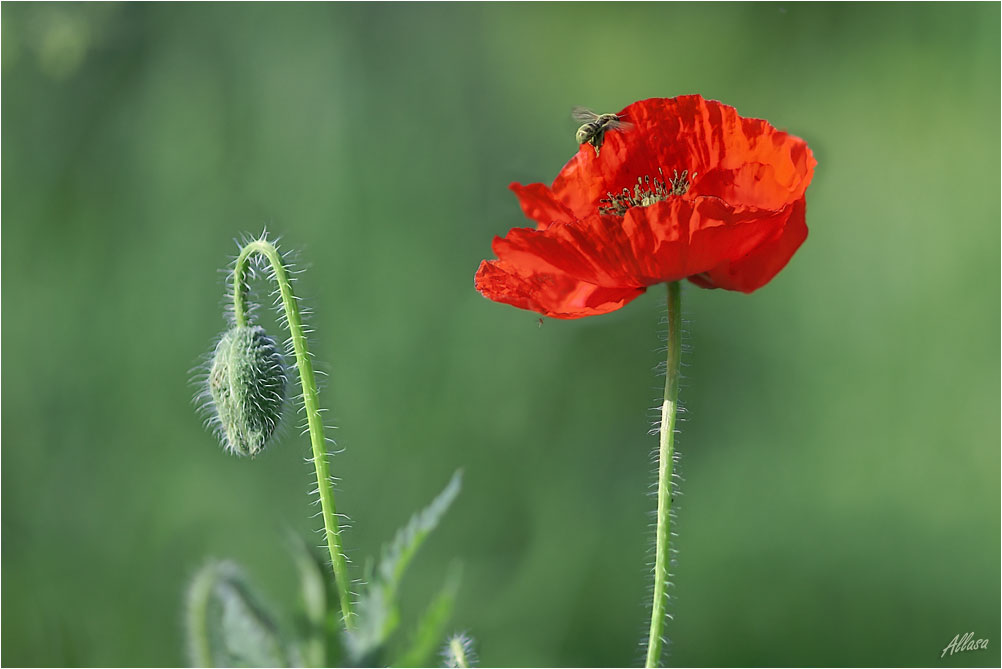 photo "***" tags: nature, flowers